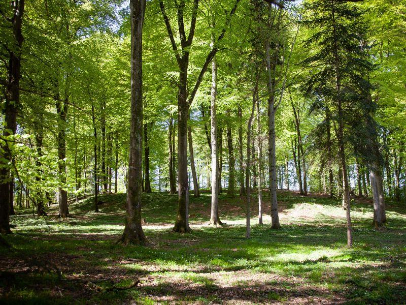 Margård Skovbegravelsesplads