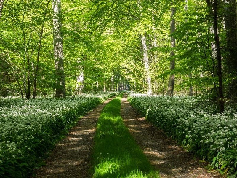 Havnø Skovbegravelsesplads