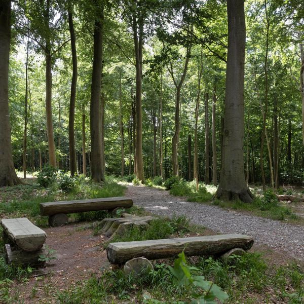 Guidet fremvisning af Ledreborg Skovbegravelsesplads