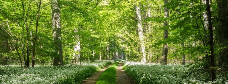 Havnø Skovbegravelsesplads i Havnø Lund