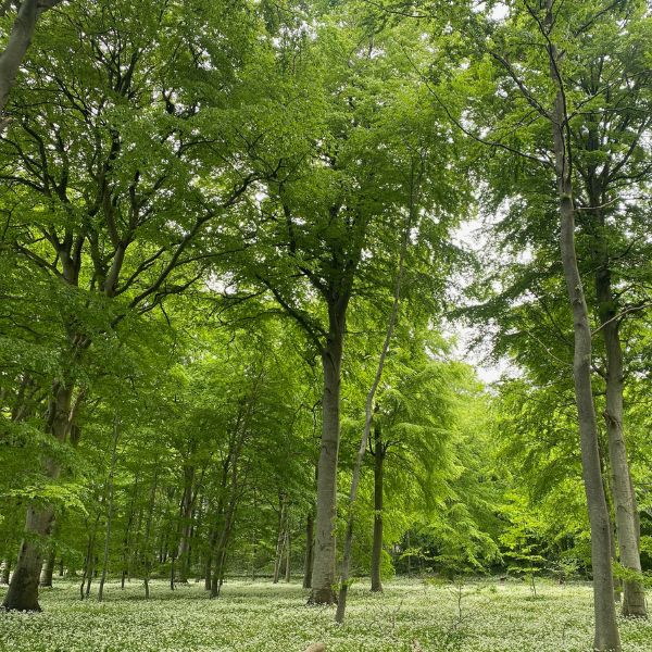 Guidet fremvisning af Havnø Skovbegravelsesplads
