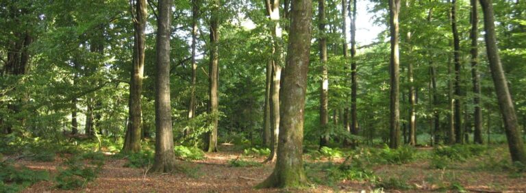 Hjedsbæk Skovbegravelsesplads