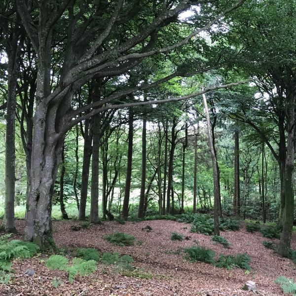 Guidet fremvisning af Hostrup Skovbegravelsesplads