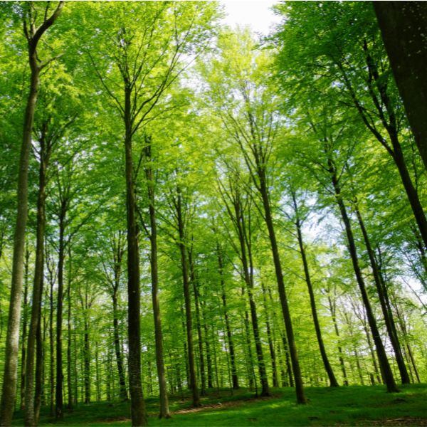 Guidet fremvisning af Kattrup Skovbegravelsesplads