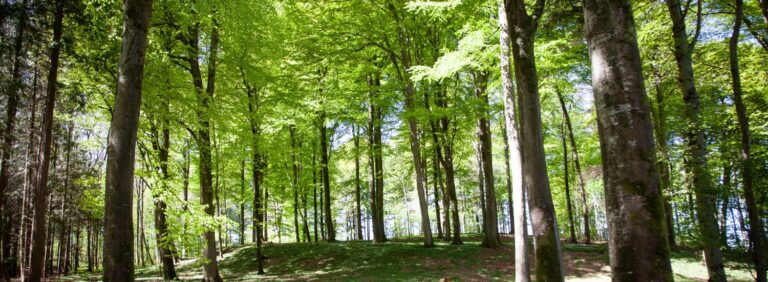 Margård Skovbegravelsesplads