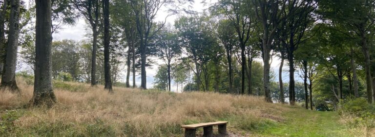 Træer, bænk og sti på den vestlige Skovbegravelsesplads i Øland Skov i forårsdag.