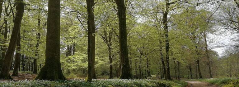 Øland Skov med skovvej og indgang til Øland Skovbegravelsesplads Øst