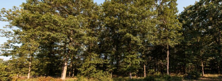 Paradisbakkerne Skovbegravelsesplads