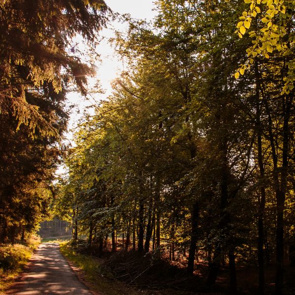 Guidet fremvisning af Paradisbakkerne Skovbegravelsesplads