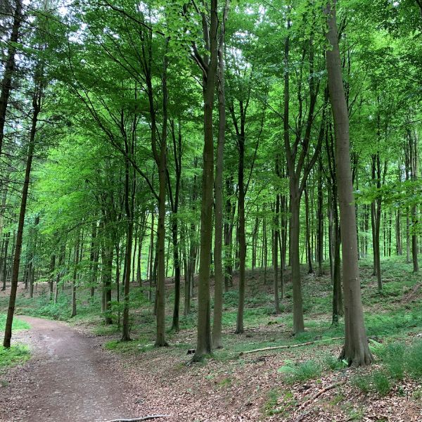 Guidet fremvisning af Rathlousdal Skovbegravelsesplads