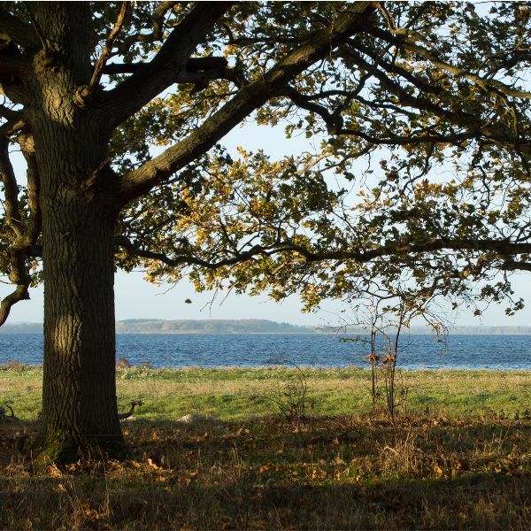 Guidet fremvisning af Selsø Skovbegravelsesplads