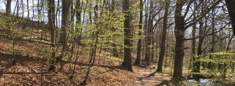 Lillemølle Skoven-Vejstrupgaard Skovbegravelsesplads