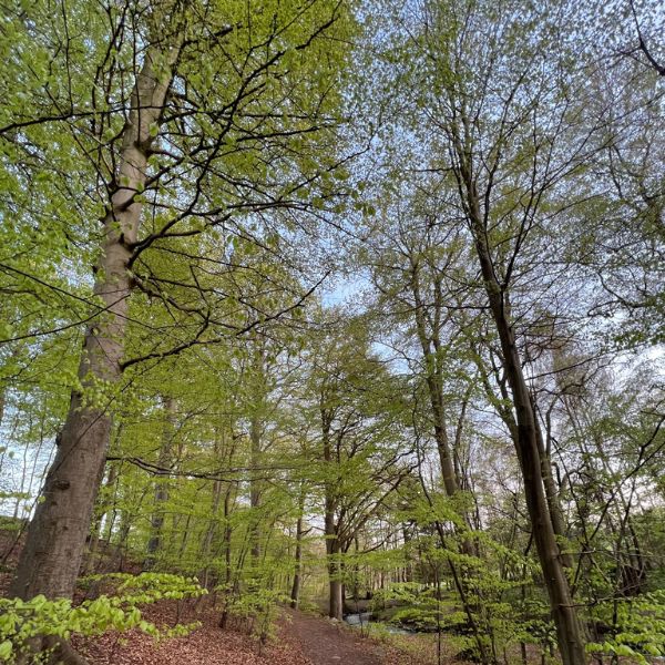 Guidet fremvisning af Vejstrupgaard Skovbegravelsespladser