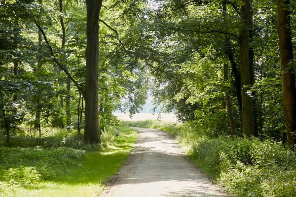 Vejen til skovbadning