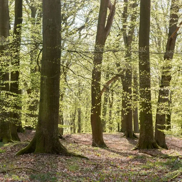 Guidet fremvisning af Valdemarskilde Skovbegravelsesplads