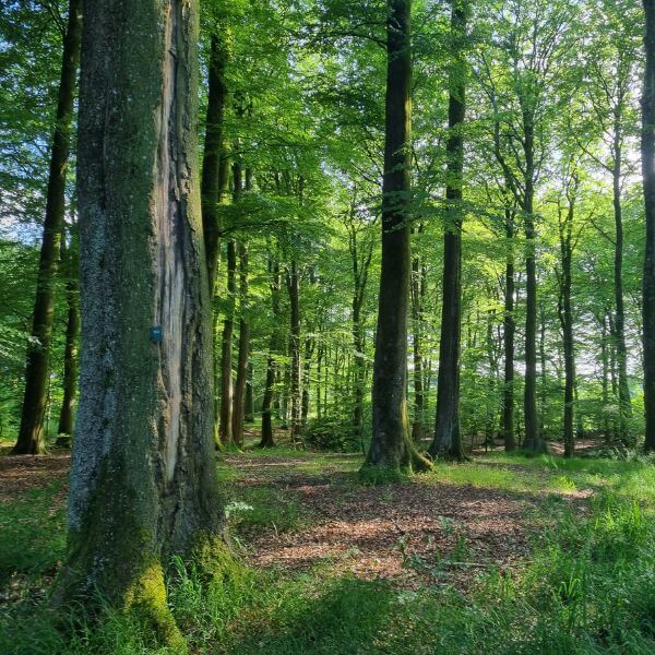 Guidet fremvisning af Ny Dalsgaard Skovbegravelsesplads