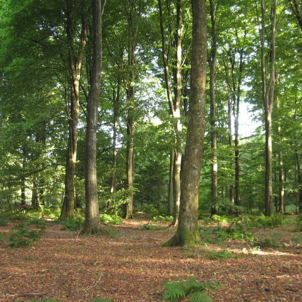 Guidet fremvisning af Hjedsbæk Skovbegravelsesplads
