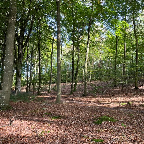 Guidet fremvisning af Meilgaard Skovbegravelsesplads