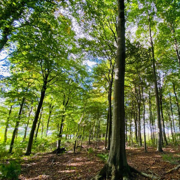 Guidet fremvisning af Kallestrupgaard Skovbegravelsesplads