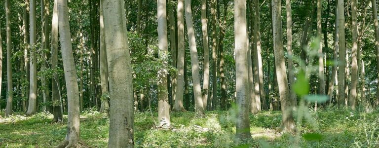 Saltø Skovbegravelsesplads