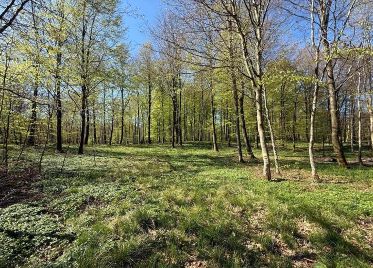 Sønderholm Skovbegravelsesplads