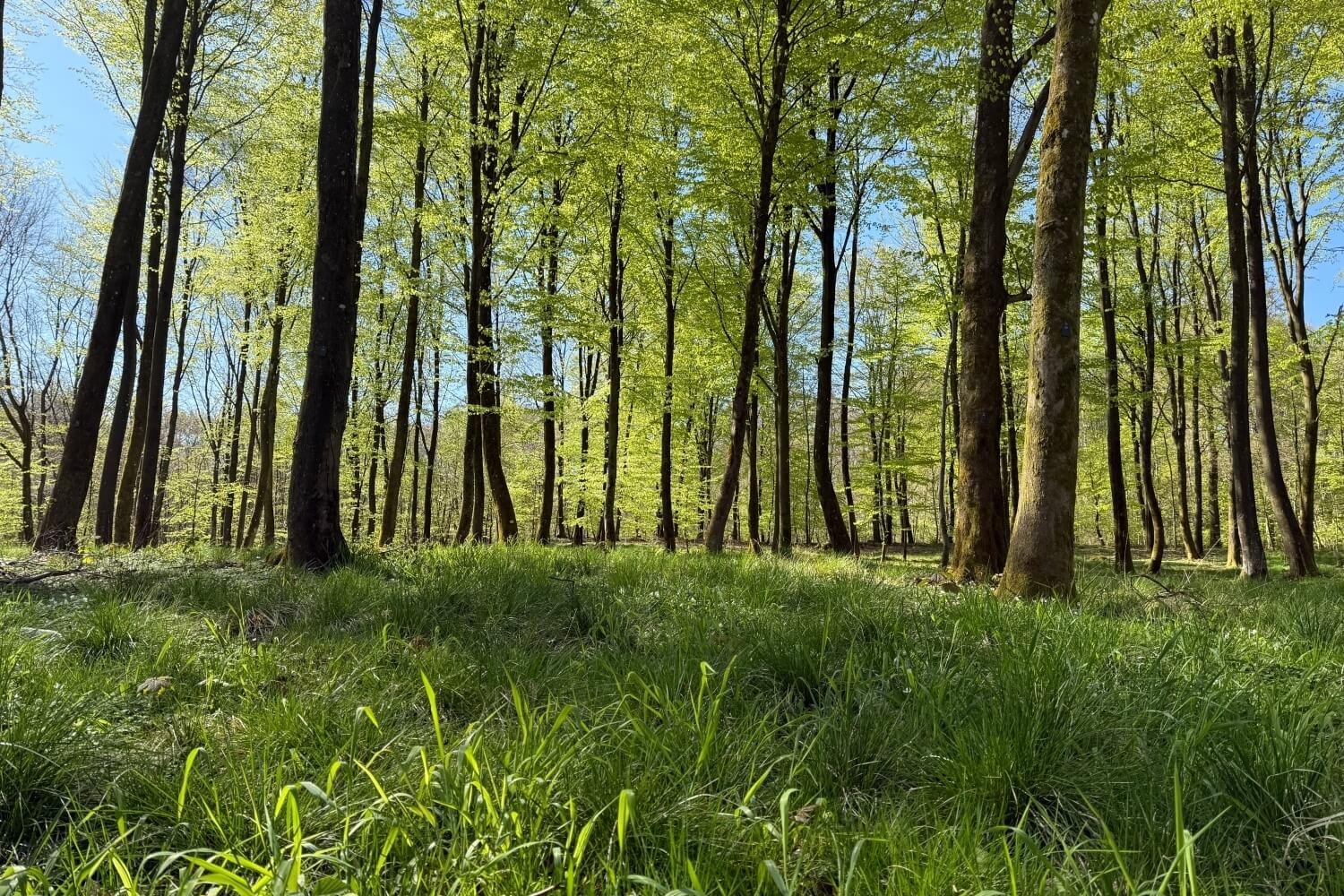 Guidet fremvisning af Sønderholm Skovbegravelsesplads