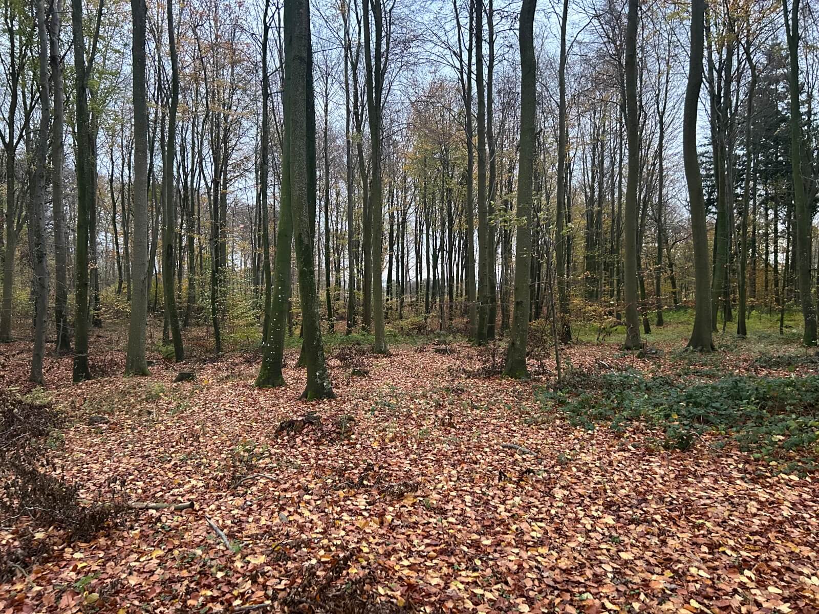 Guidet fremvisning af Kelstrup Skovbegravelsesplads