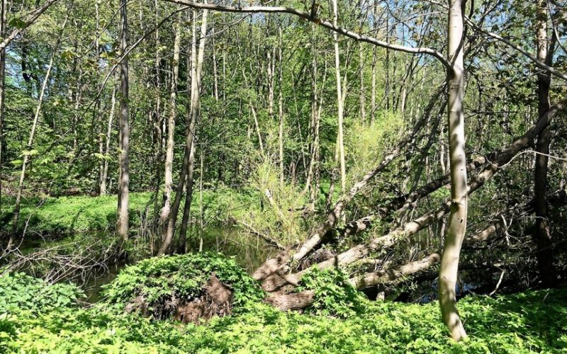 Skal Helsingør have en skovbegravelsesplads?