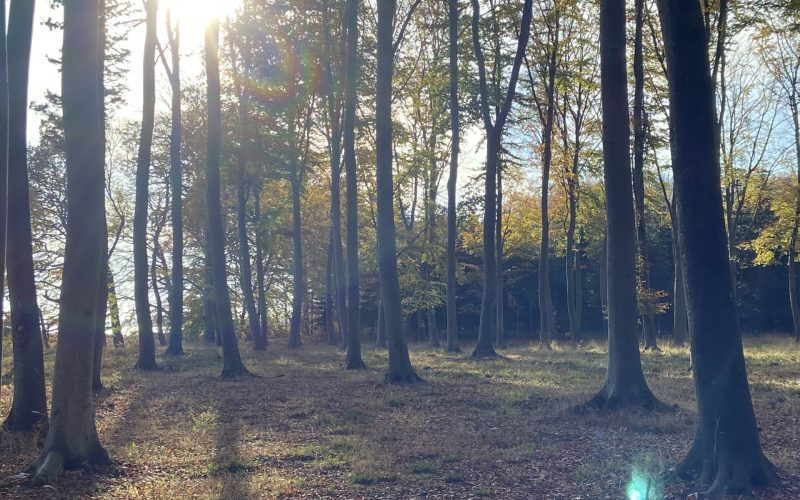 Saltø Skovbegravelsesplads