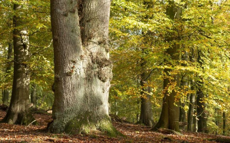Valdemarskilde Skovbegravelsesplads