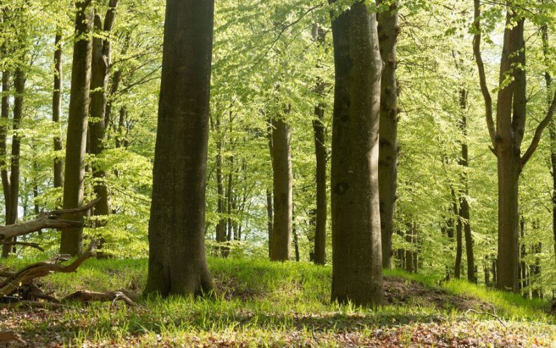 Valdemarskilde Skovbegravelsesplads