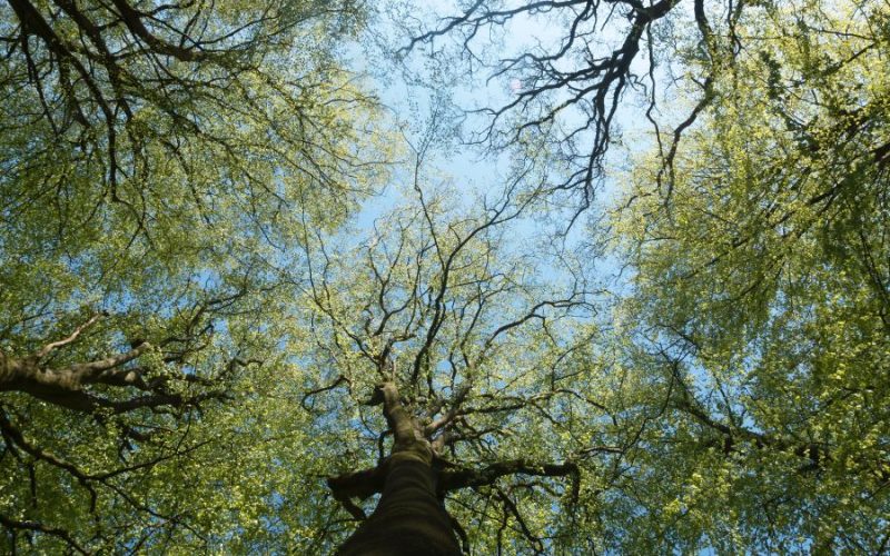Valdemarskilde Skovbegravelsesplads