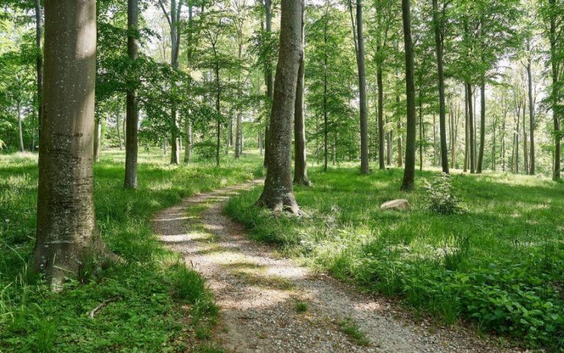 Sti igennem bøgetræerne på Stensballegaard Skovbegravelsesplads en forårsdag i maj 2023