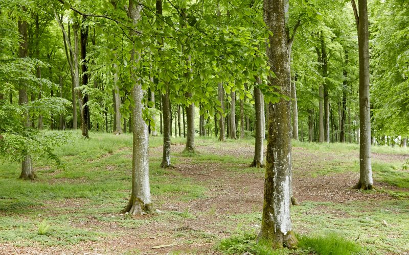 Clausholm Skovbegravelsesplads