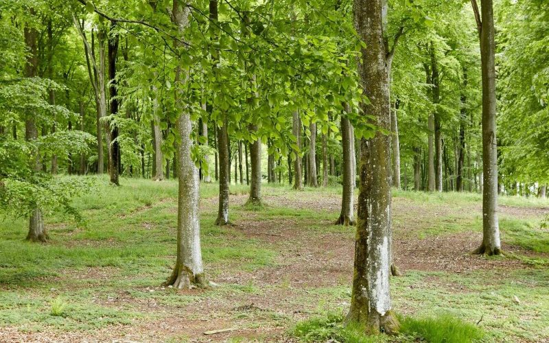 Clausholm-Skovbegravelsesplads