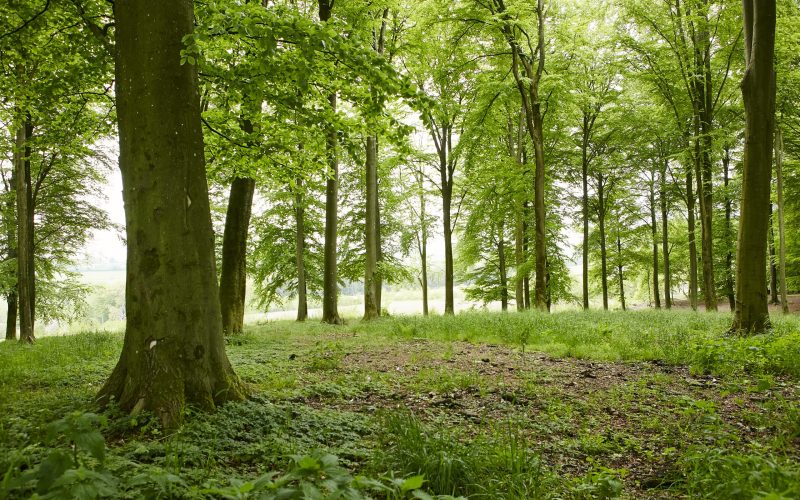 Clausholm Skovbegravelsesplads