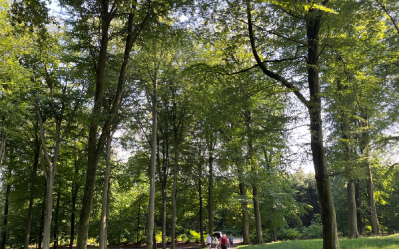 Fremvisning Clausholm Skovbegravelsesplads