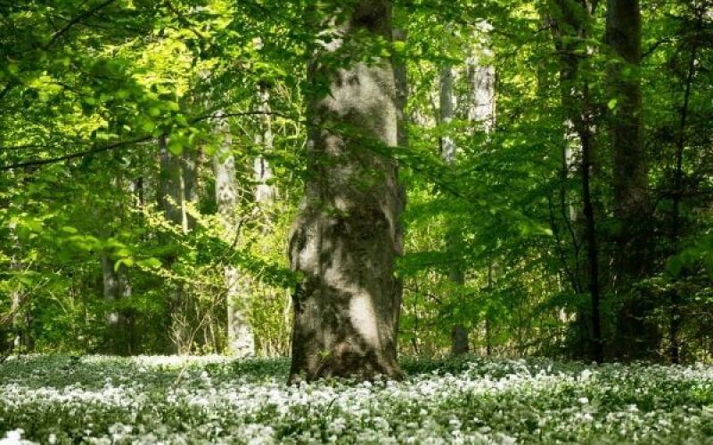 Havnø Skovbegravelsesplads