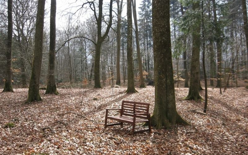 Hjedsbæk Skovbegravelsesplads