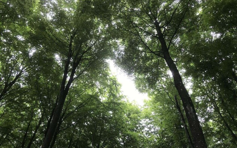 Rathlousdal-Skovbegravelsesplads