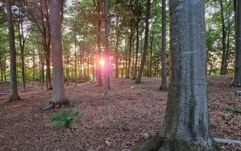 Kallestrupgaard-Skovbegravelsesplads