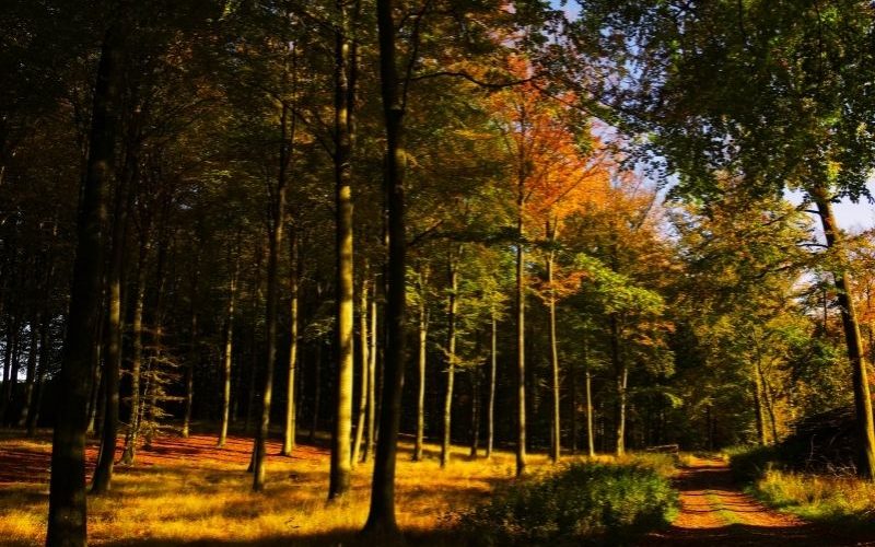 Kattrup-Skovbegravelsesplads-efterår-2021