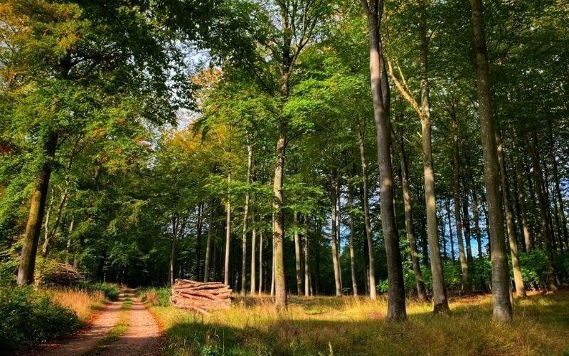 Kattrup Skovbegravelsesplads