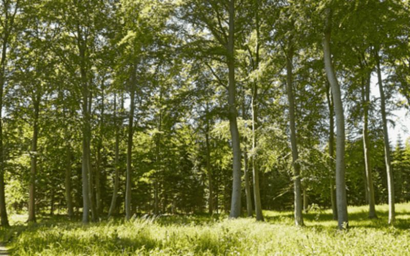 Saltø Skovbegravelsesplads