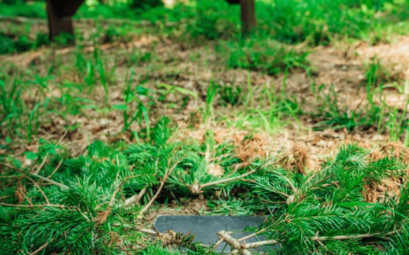 Mindeplade-i-skovbunden-skovbegravelse