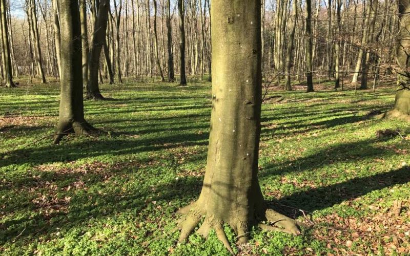 Saltø Skovbegravelsesplads