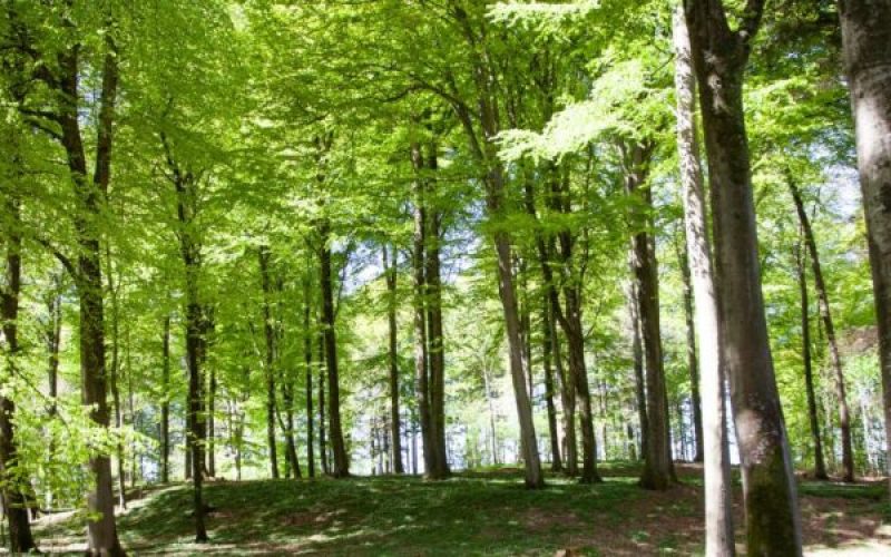 Margård Skovbegravelsesplads