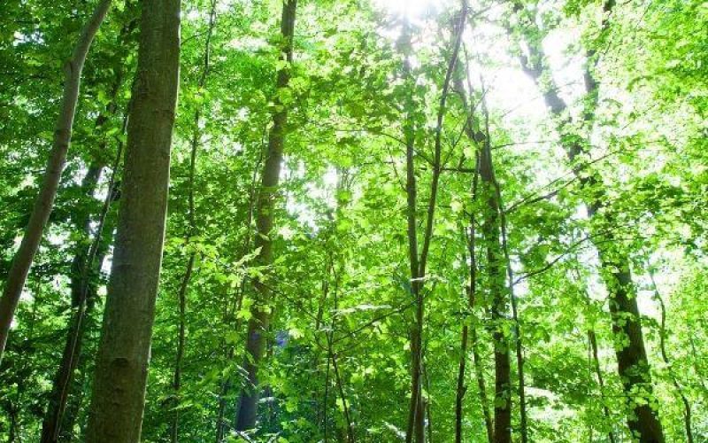 Margård Skovbegravelsesplads