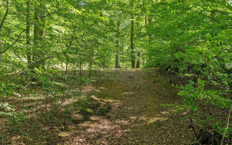 Ny Dalsgaard Skovbegravelsesplads