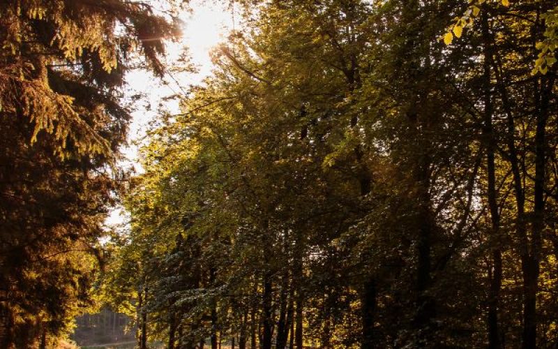 Pardisbakkerne Skovbegravelsesplads Ibsker Husmandsplantage